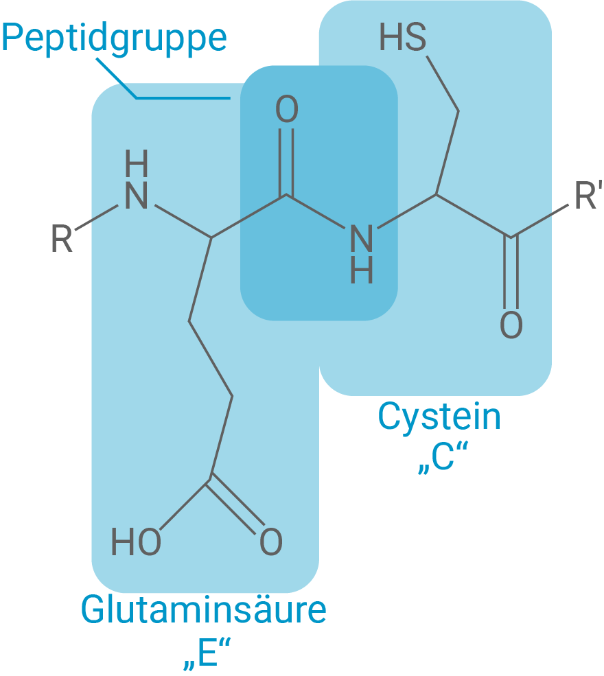 Strukturdiagramm von Aminosäuren mit Bezeichnungen für Glutaminsäure und Cystein.